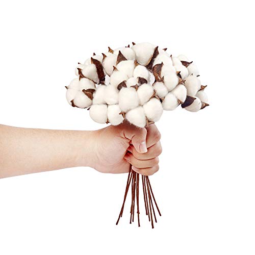 image for VGIA 20Pack Really Natural White Cotton Stems Dried Flower Branch for 