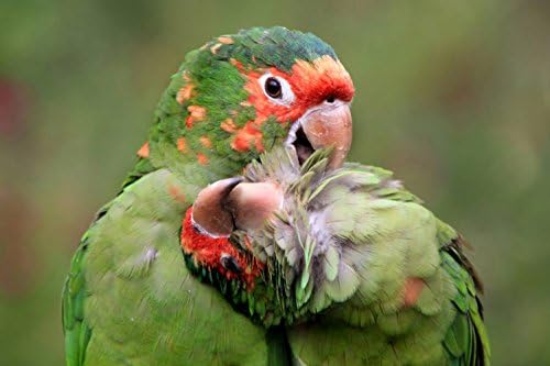 CHOIS Custom Films CF3307 Animal Parrots Birds Grass Glass Window DIY Stickers 4' W by 3' H