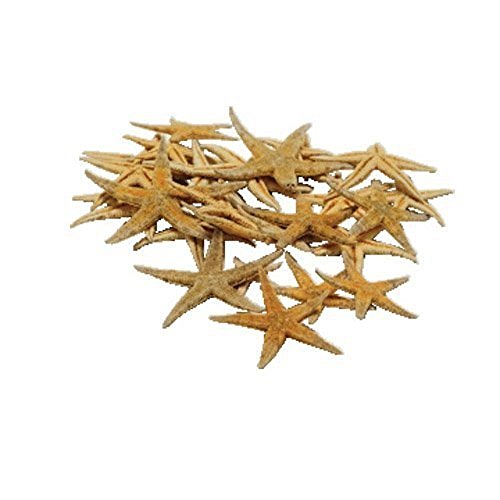Fun Express Set of Real Starfish Star Fish Decorations - Approx. 30 Pieces
