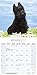 Scottish Terrier Calendar - Dog Breed Calendars - 2017 - 2018 wall Calendars - 16 Month by Avonside
