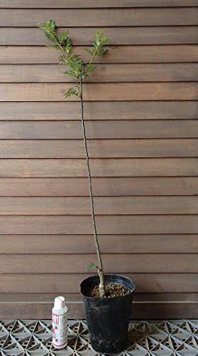 Amazon 朝倉山椒 朝倉サンショウ ５寸ポット植え 果樹苗 ハーブ