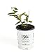 Yezberry Maxie Japanese Haskap (Lonicera) Live Shrub, Yellow Flowers and Blue Fruit, 4.5 in. Quart