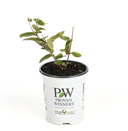 Yezberry Maxie Japanese Haskap (Lonicera) Live Shrub, Yellow Flowers and Blue Fruit, 4.5 in. Quart