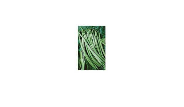 Rocalba - Semilla de judías finas: Amazon.es: Jardín