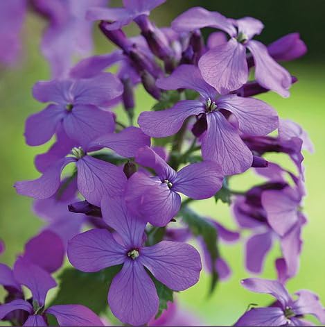 Thompson & Morgan - Flowers - Honesty (Lunaria Or Silver Dollar) - 50 Seed