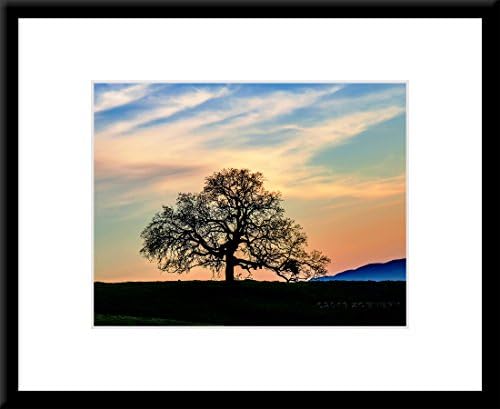 California Oak in Spring Dusk - Framed Scenic Art Print on Sale (14" x 11" Framed Wall Art - Photographic Art Print with Wood Frame and Mat)