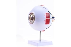 LYOU Human Eye Anatomical Model, 6X Enlarged Anatomically Eyeball Display Model for Medical Science Education & Anatomy