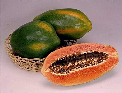 1 Red Lady Papaya - Great Fruit Tree - Live Plant
