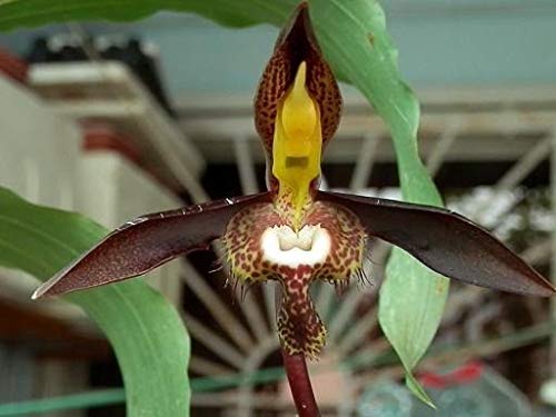 GEOPONICS 3 Pack: saccatum Catasum (x BrooklynGardens oscuro ...