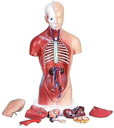 Amazon Com Human Torso Body Model Anatomy Anatomical Medical Internal Organs For Teaching Detachable Educational Medical Science Model New Toys Games