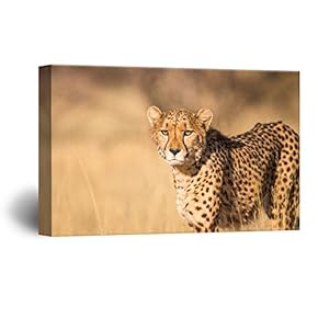 A Cheetah