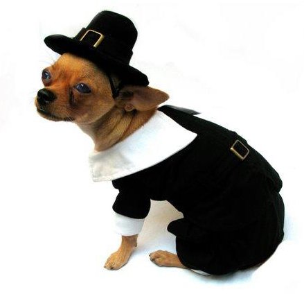Pilgrim Deluxe Halloween/Thanksgiving Costume for Dogs by Puppe Love