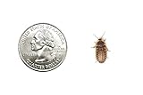 Dubia Roaches 1000 Small