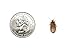Dubia Roaches 500 Small by Dubia Roaches
