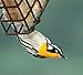 Audubon Park 13065 High Energy Suet Cake Wild Bird Food, 11-Ounces