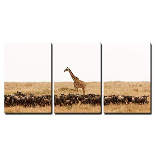 Giraffe Giraffa Camelopardalis and a Herd of Wildebeest in Dry African Savanna Home Art x3 Panels