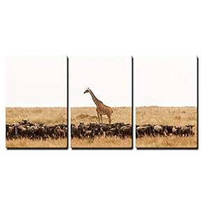 3 Piece Canvas Wall Art - Giraffe Giraffa Camelopardalis and a Herd of Wildebeest in Dry African Savanna - Modern Home Art Stretched and Framed Ready to Hang - 16"x24"x3 Panels