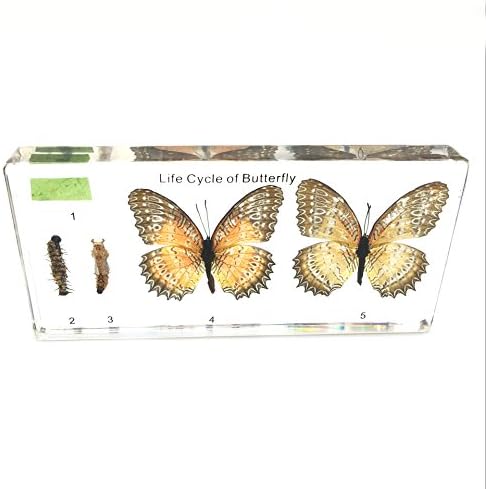 Lifecycle of a Butterfly Paperweights Science Classroom Specimens for Science Education