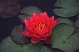 10 RED LOTUS (Sacred Water Lily / Lily Pad / Asian Water Lotus) Nymphaea Flower Seeds