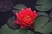 10 RED LOTUS (Sacred Water Lily / Lily Pad / Asian Water Lotus) Nymphaea Flower Seeds