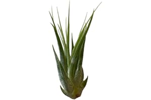 Tillandsia Ionantha scaposa, air Plants Collection, Airplant, airplants, air Plant, no Soil Plants, Real Plant, Live Plant, E