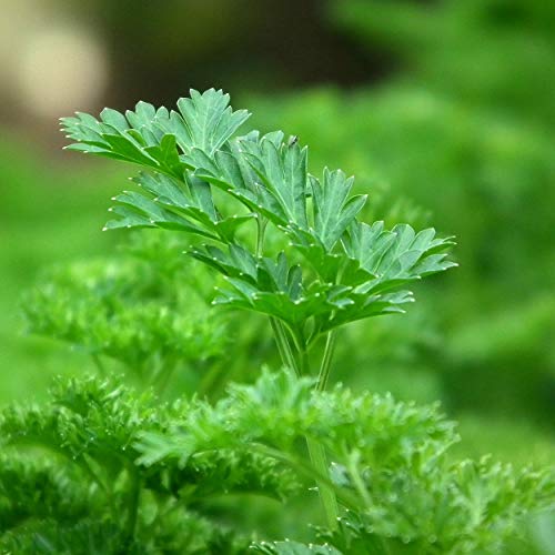 Nature's Answer Parsley Leaf with Organic Alcohol, 1-Fluid Ounce - Thumbnail 4