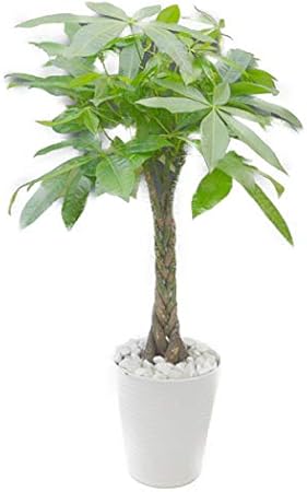 Amazon 白陶器鉢 白石 パキラ アクアティカ 7号 観葉植物 観葉植物 オンライン通販 Amazon 白陶器鉢 白石 パキラ アクアティカ 7号 観葉植物 観葉植物 オンライン通販