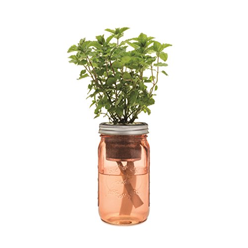 Modern Sprout Mint Coral Self-Watering Organic Herb Garden Kit
