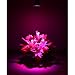 VONT Grow Light Bulb - Perfect Grow Lights for Indoor & Outdoor Plants - Suitable for Hydroponic Garden Greenhouses - VONT Growing Light - 12W E27 - 12 LEDS (3 Blue & 9 Red) - VONT
