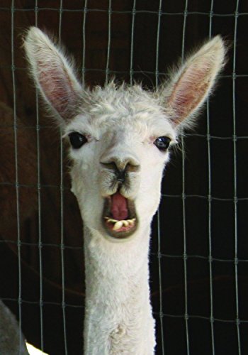 Set of 5 Assorted Cute Funny Animal Alpaca Note Cards - Thumbnail 6