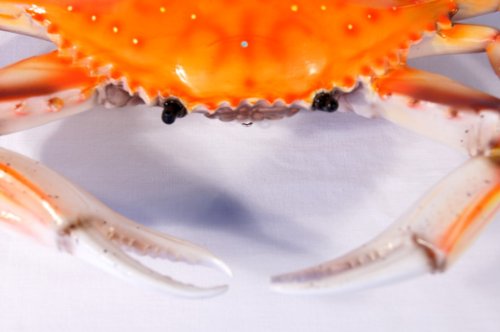 LX Hand Painted Red Crab Beach Tiki Bar Wall Mount Decor 6