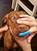 Moonsteps Cat & Dog Soft Finger Toothbrush Dental Brushes(Pack of 6)