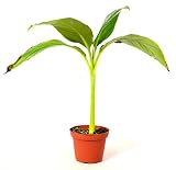 9GreenBox - Musa Banana Basjoo Tree - 4'' Pot Live Plant Ornament Decor for Home, Kitchen, Office, Table, Desk - Attracts Zen, Luck, Good Fortune - Non-GMO, Grown in The USA