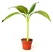 9GreenBox - Musa Banana Basjoo Tree - 4'' Pot Live Plant Ornament Decor for Home, Kitchen, Office, Table, Desk - Attracts Zen, Luck, Good Fortune - Non-GMO, Grown in The USA