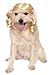 Rubies Cheerleader Pet Wig for Dogs or Cats, S/M