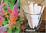 Sweet Bright Bicolor Lilac Tree Seeds (Syringa vulgaris) 10 Seeds Upc 650327337374 + 1 Plant Marker