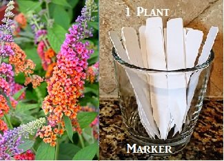 Sweet Bright Bicolor Lilac Tree Seeds (Syringa vulgaris) 10 Seeds Upc 650327337374 + 1 Plant Marker