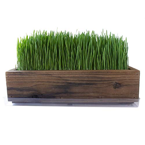 Reclaimed Barnwood Style Planter Wheatgrass Kit - Rich Brown - Grow