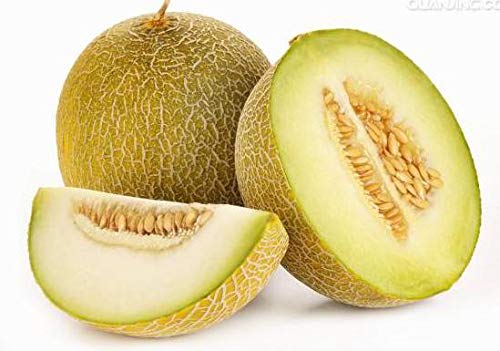 HONIC 30 Piezas de frutales Japón Bonsai Melón Verde Original ...