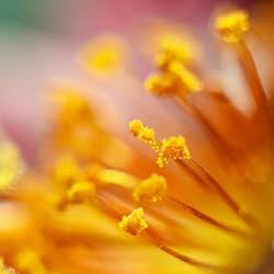 FOTGA Lens Bellows and 4-Ways Macro Focusing Slide