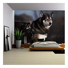 Portrait Swedish Elkhound Dog - Removable Wall Mural | Self-Adhesive Large Wallpaper - 66x96 inches