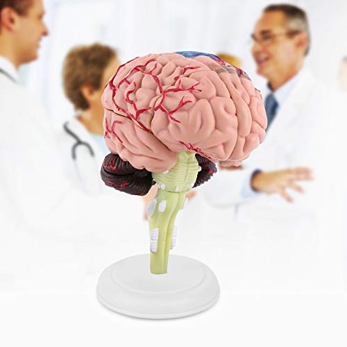 Brain Model - Anatomical Medical Model Disassembled Anatomical Human Brain Model Medical Teaching Tool Toy - Thumbnail 2