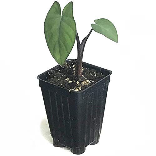 Black Malanga Xanthosoma Violaceum Elephant Ear Live Plant - Thumbnail 2