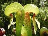 Seedville 10 Carnivorous Cobra Lily (California Pitcher Plant) Darlingtonia Californica Flower Seeds