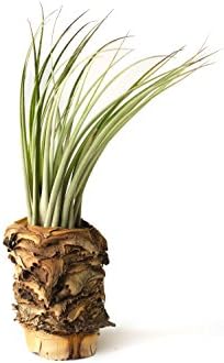 Hinterland Trading Aloe Segment Tiki