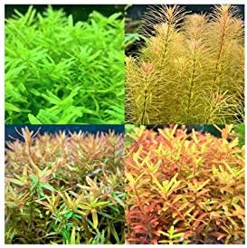 水草 ロタラミックス４種 無農薬 計２０本 イイ水草市場 Wieimmobilienmaklerwerden De