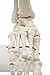 Foot and Ankle Skeleton Model,Kouber Human Anatomical Model,Life Size,Height 11