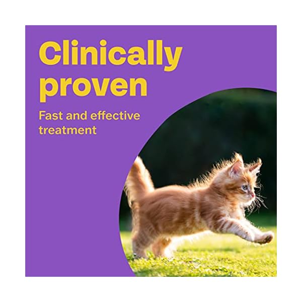 Bob Martin Clear | Cat Wormer Tablets, Suitable for Kittens | Clinically Proven Effective Treatment (2 Tablets)