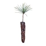 Western White Pine | Live Tree Seedling (Small) | The Jonsteen Company