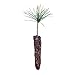 Western White Pine | Live Tree Seedling (Small) | The Jonsteen Company